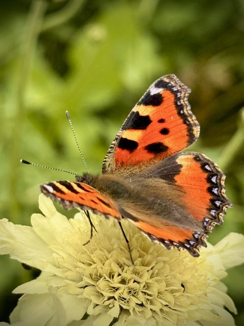 Kleiner Fuchs, ein Schmetterling, auf einer Blüte